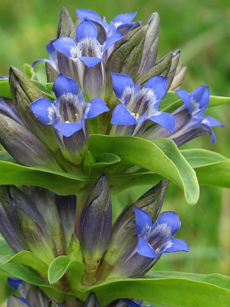 Gentiana cruciata